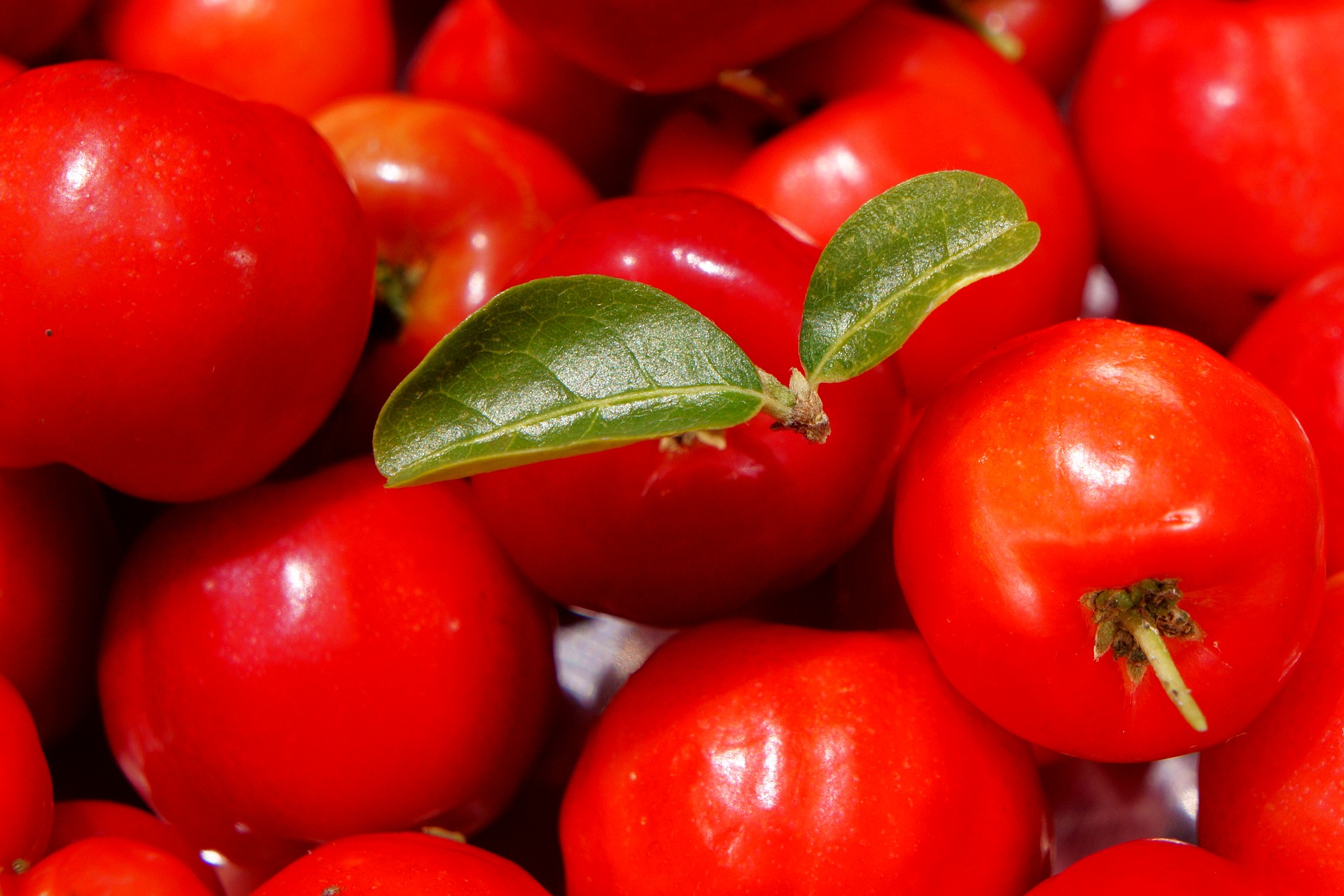 Die AcerolaKirsche Top Vitamin C Lieferant, aber leider gibt es ein